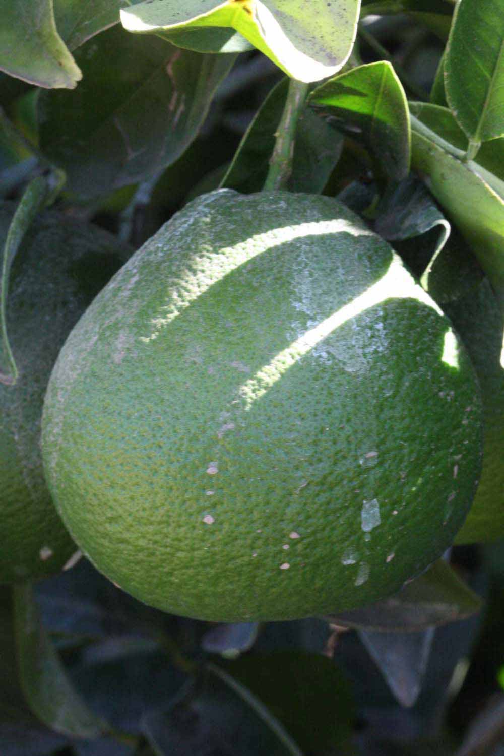            Immature fruit (Riverside, CA)   